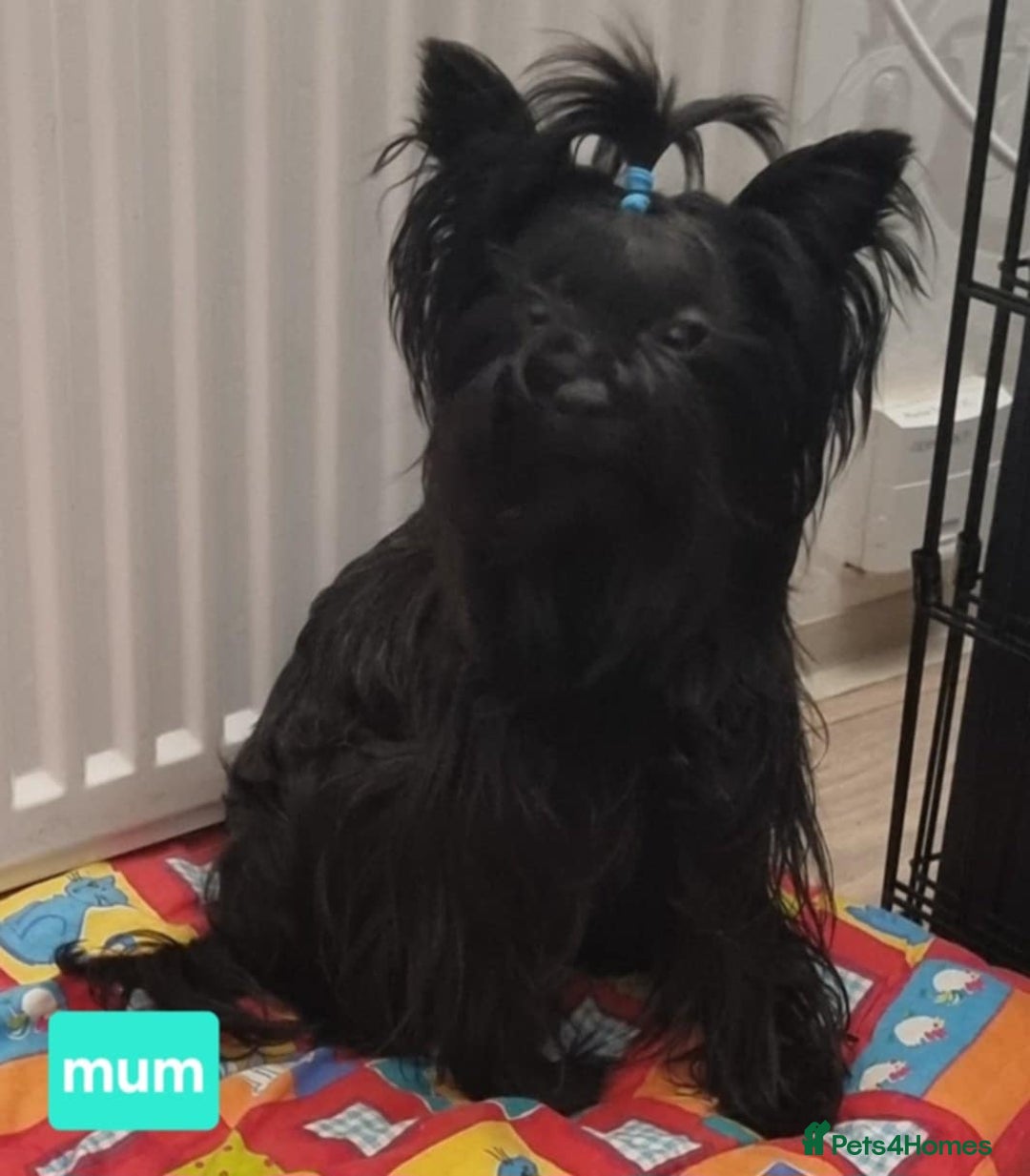 Yorkshire Terrier dogs for sale: Yorkshire Terrier  - Advert 11