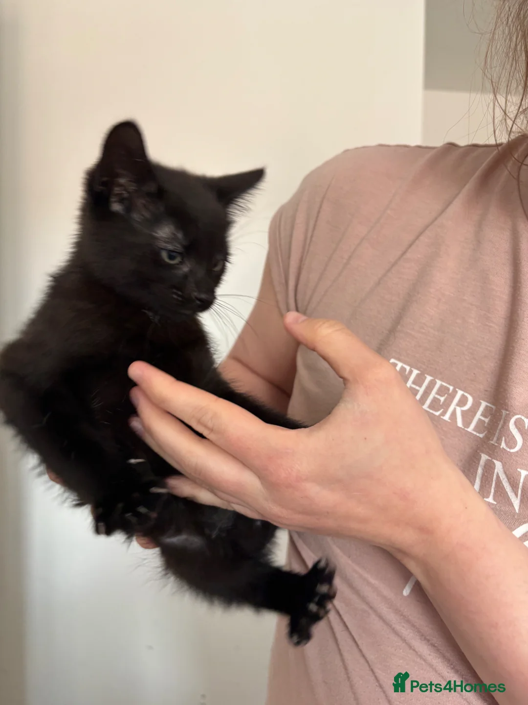 Mixed Breed cats for sale: 3 male kittens  in Swindon - Advert 10