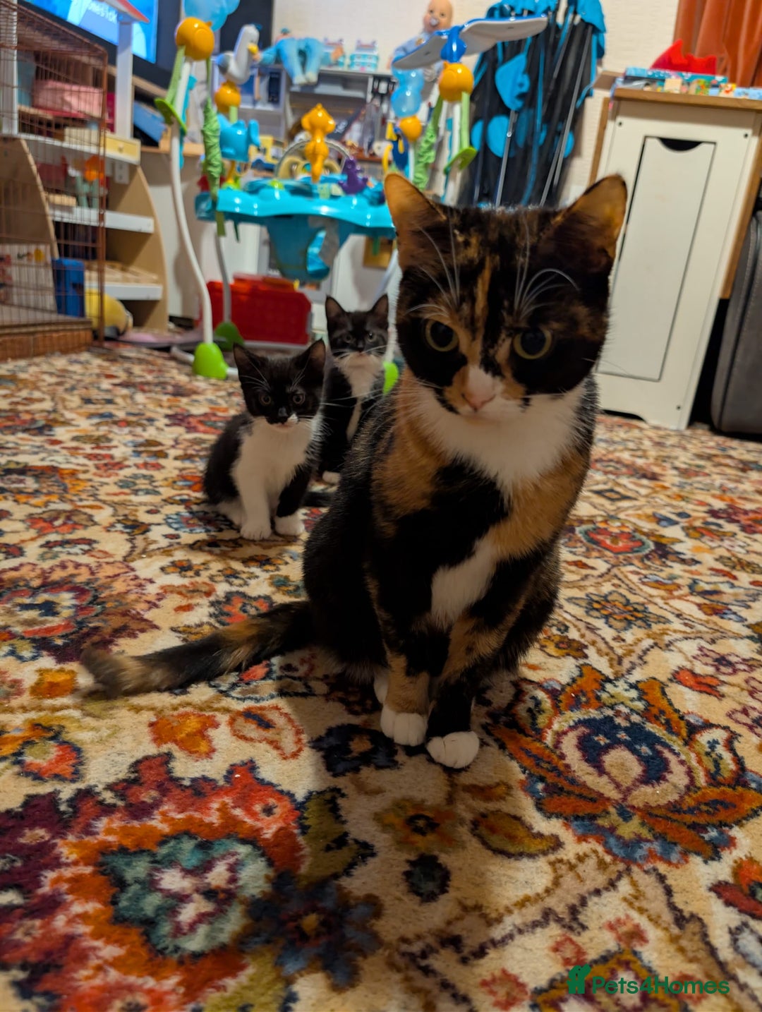 Mixed Breed cats for sale: Beautiful little girl  - Advert 7