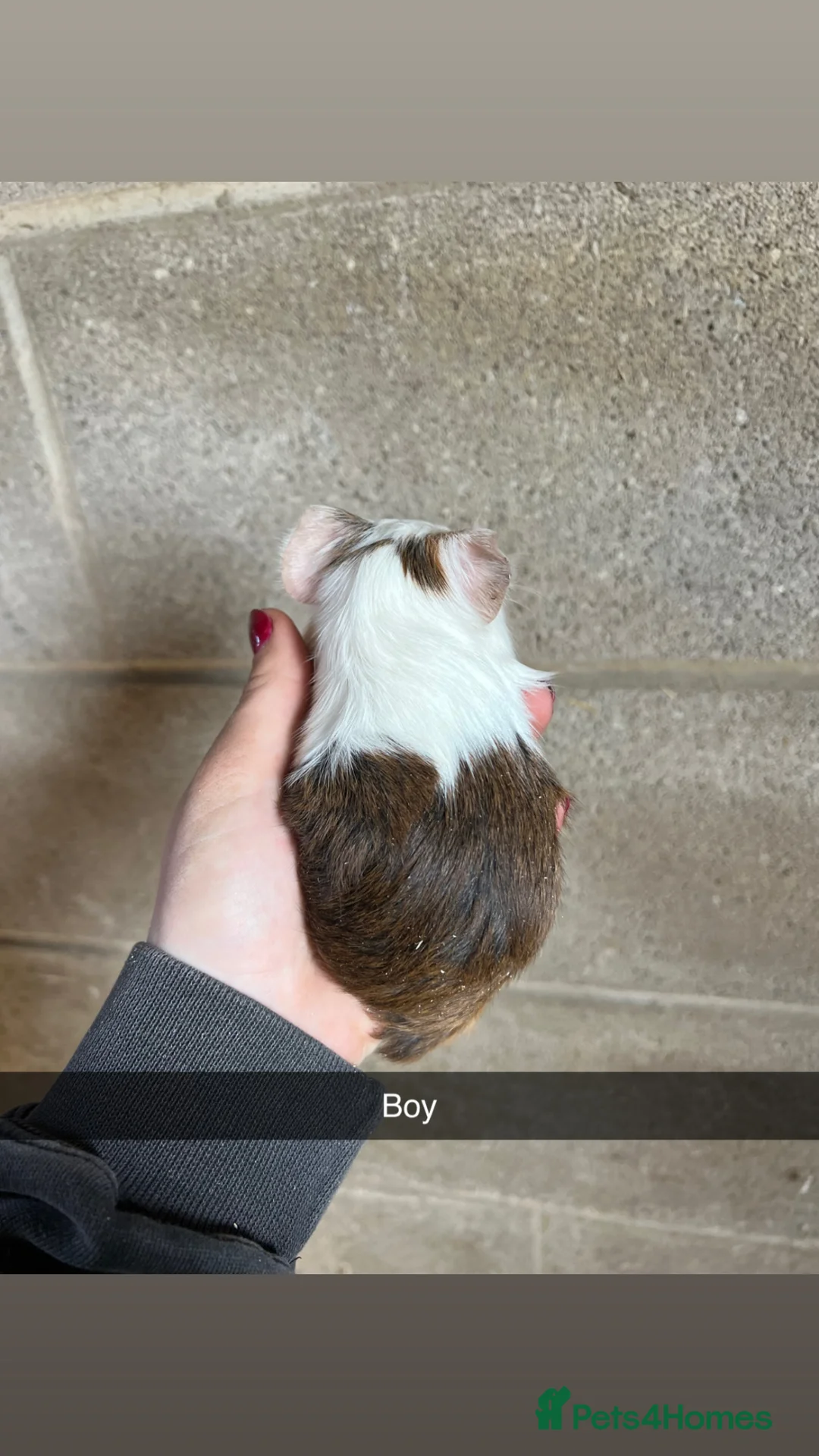 Guinea Pig rodents for sale: Lovely boy looking for his forever home! - Advert 2