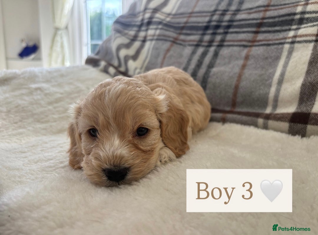 Cockapoo dogs for sale:  🐾SHOW TYPE F1 COCKAPOO PUPPIES 4 BOYS 2 GIRLS 🐾 - Image 7