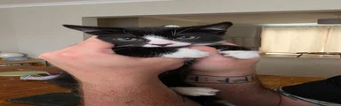 Tuxedo Male