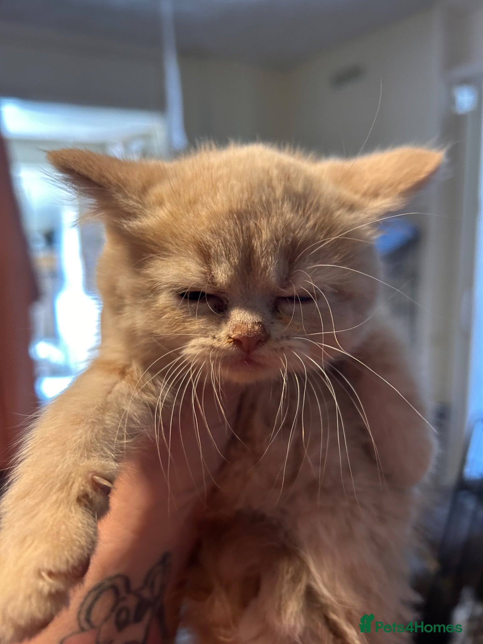 British Shorthair cats Gorgeous British shorthair kittens - Advert 3