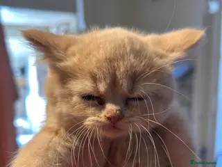 British Shorthair cats Gorgeous British shorthair kittens - Advert 2