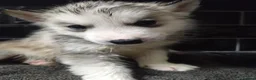 Siberian Husky dogs for sale: 7 siberian huskey puppies for sale £800 - Advert 3