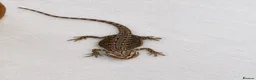 Bearded Dragon reptiles for sale: Baby Bearded dragons £50 each - Advert 22