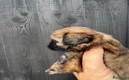 Shih Tzu dogs for sale: Standard size shihtzu pups  - Image 2