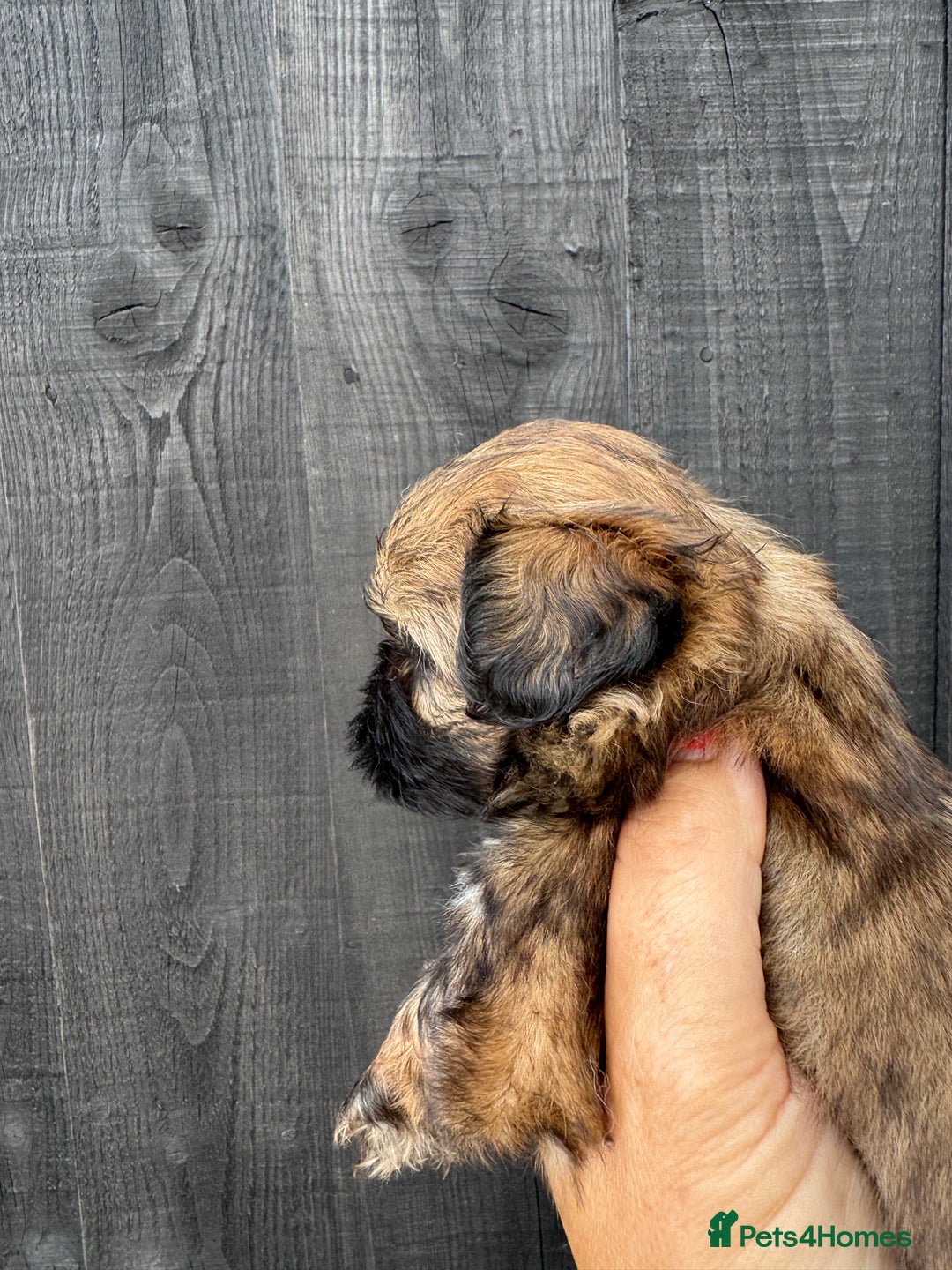 Shih Tzu dogs for sale: Standard size shihtzu pups  - Image 2