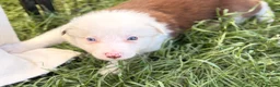 Border Collie dogs for sale: BEAUTIFUL BC PUPS, HEALTH TESTED CLEAR PARENTS  - Advert 25
