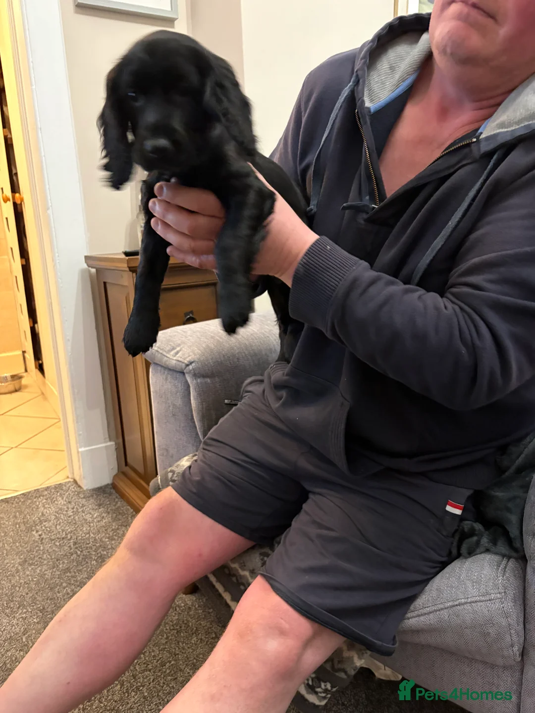 Cocker Spaniel dogs for sale: One Male Black & White Male One Black Female Pup - Advert 12