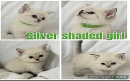 British Shorthair cats for sale: Gold and silver shaded GCCF kittens - Image 15