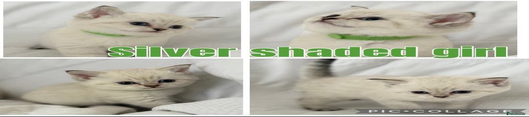 (Green collar) silver shaded girl