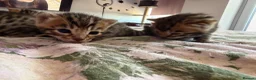Bengal cats for sale: Beautiful bengal kittens 🐾🐾🐾 - Advert 3