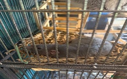Rat rodents for sale: 3 female rats for rehoming - Image 3