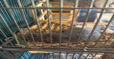 Rat rodents - Advert 5