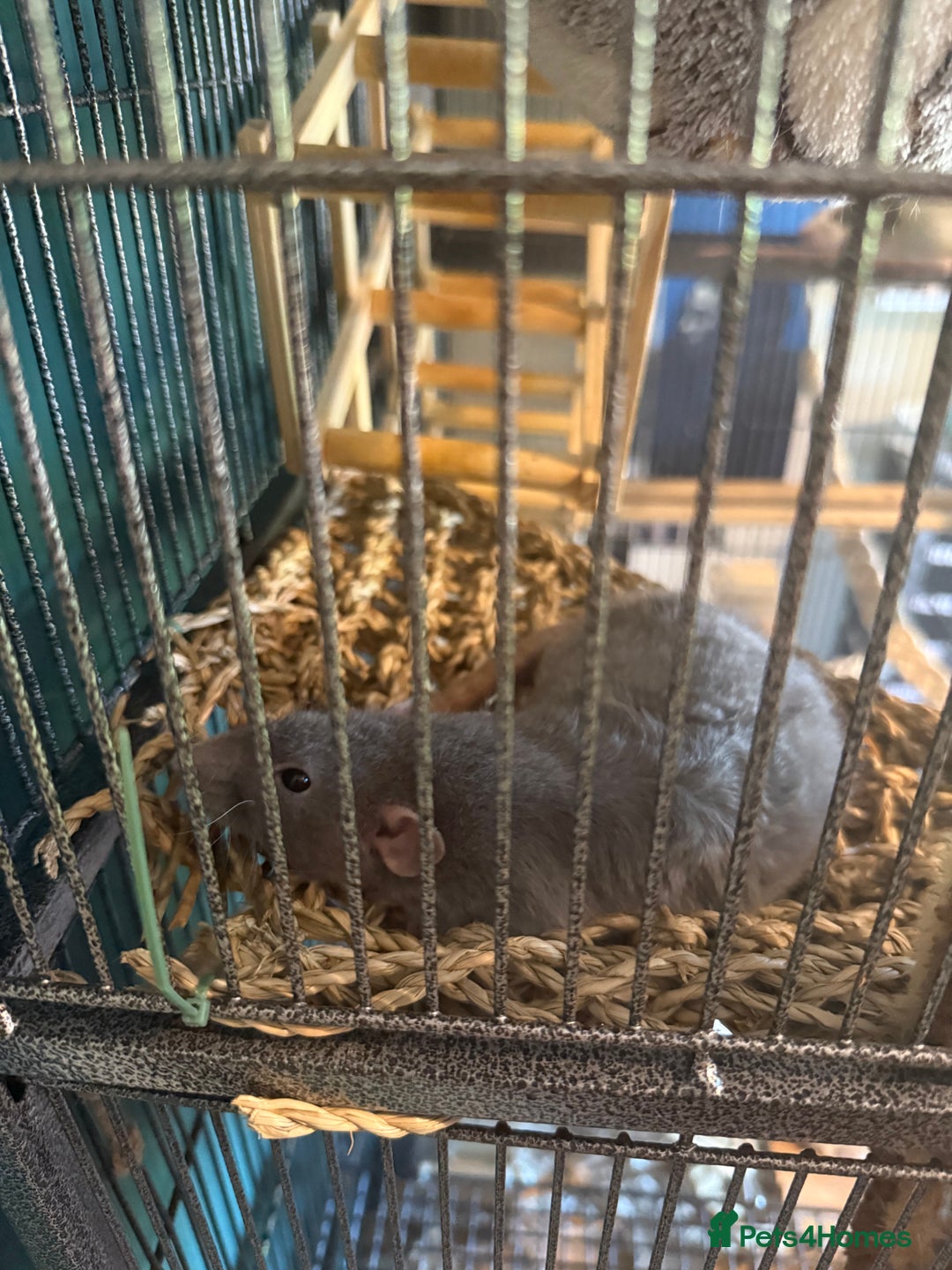 Rat rodents for sale: 3 female rats for rehoming - Image 3