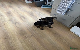 German Shepherd dogs for sale: Female King Dutch shepherd  - Image 2