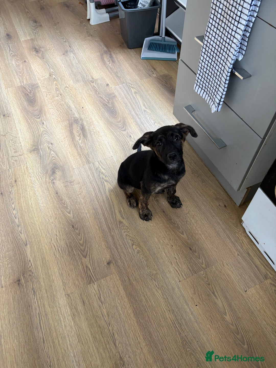 German Shepherd dogs for sale: Female King Dutch shepherd  - Image 2
