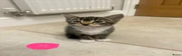 Mixed Breed cats for sale: 7 week old kittens in Sheerness - Advert 5