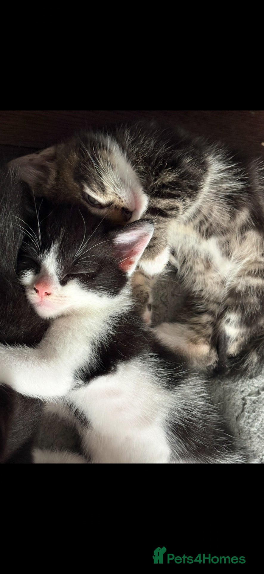 Mixed Breed cats Mixed breed Kittens - Advert 9