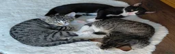 Mixed Breed cats for sale: Mix breed kittens. Mum is snow bengal  - Advert 7