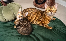 Bengal cats for sale: TICA-Certified Bengal Kittens, Show Quality - Image 2