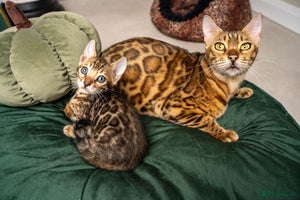 Bengal cats - Advert 11