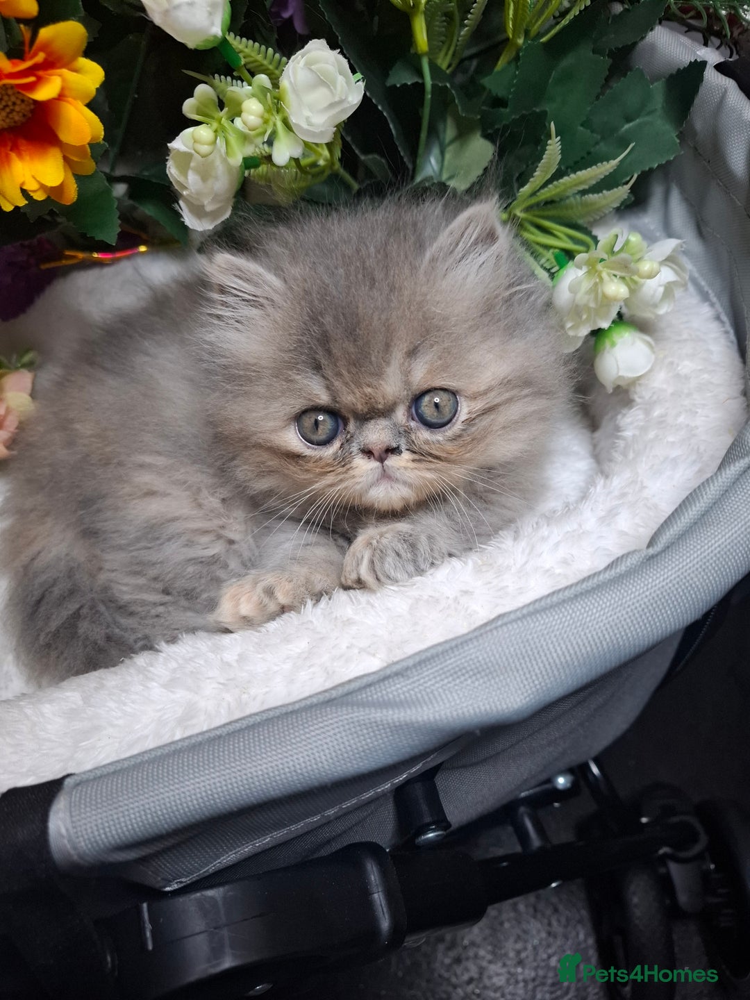 Persian cats for sale: Blue Persian kittens  - Image 38