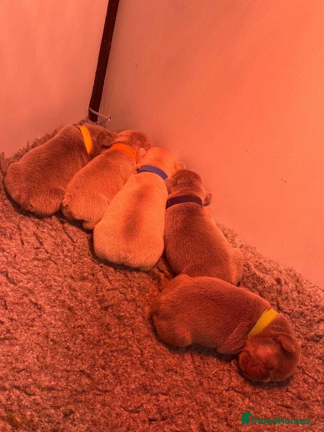 French Bulldog dogs for sale: French Bulldog Puppies  - Advert 25