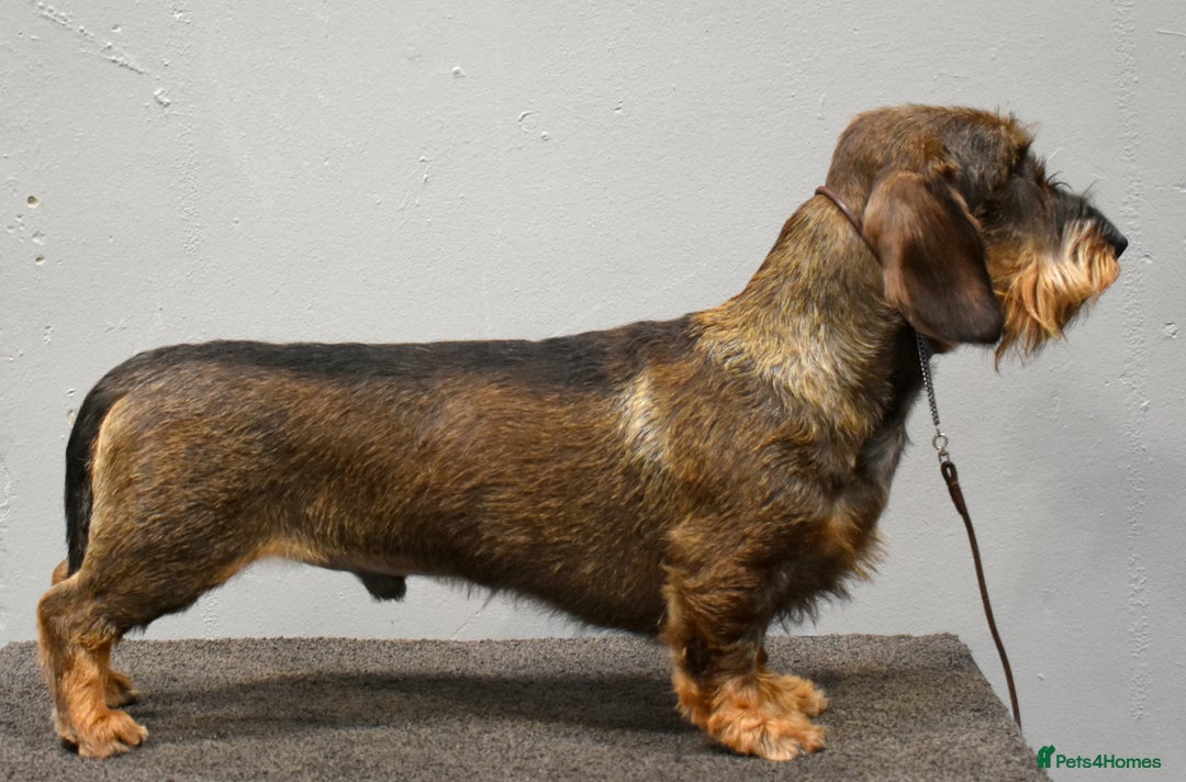 Dachshund dogs for stud: Fully health tested Wirehaired Dachshund stud - Advert 4