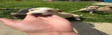 Lurcher 1
