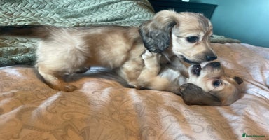 Miniature Dachshund dogs - Advert 4