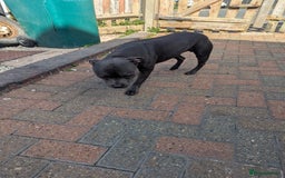 Staffordshire Bull Terrier dogs for sale: Blue staff for sale  - Image 4