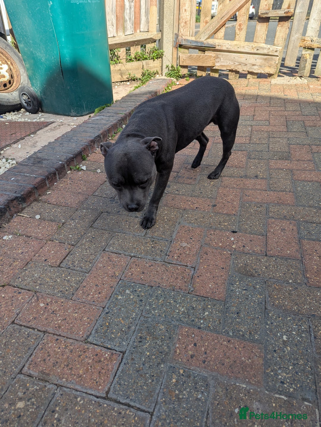 Staffordshire Bull Terrier dogs for sale: Blue staff for sale  - Image 4