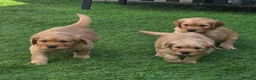 Golden Retriever dogs for sale: Lovely Golden Retriever Puppy's  - Advert 15