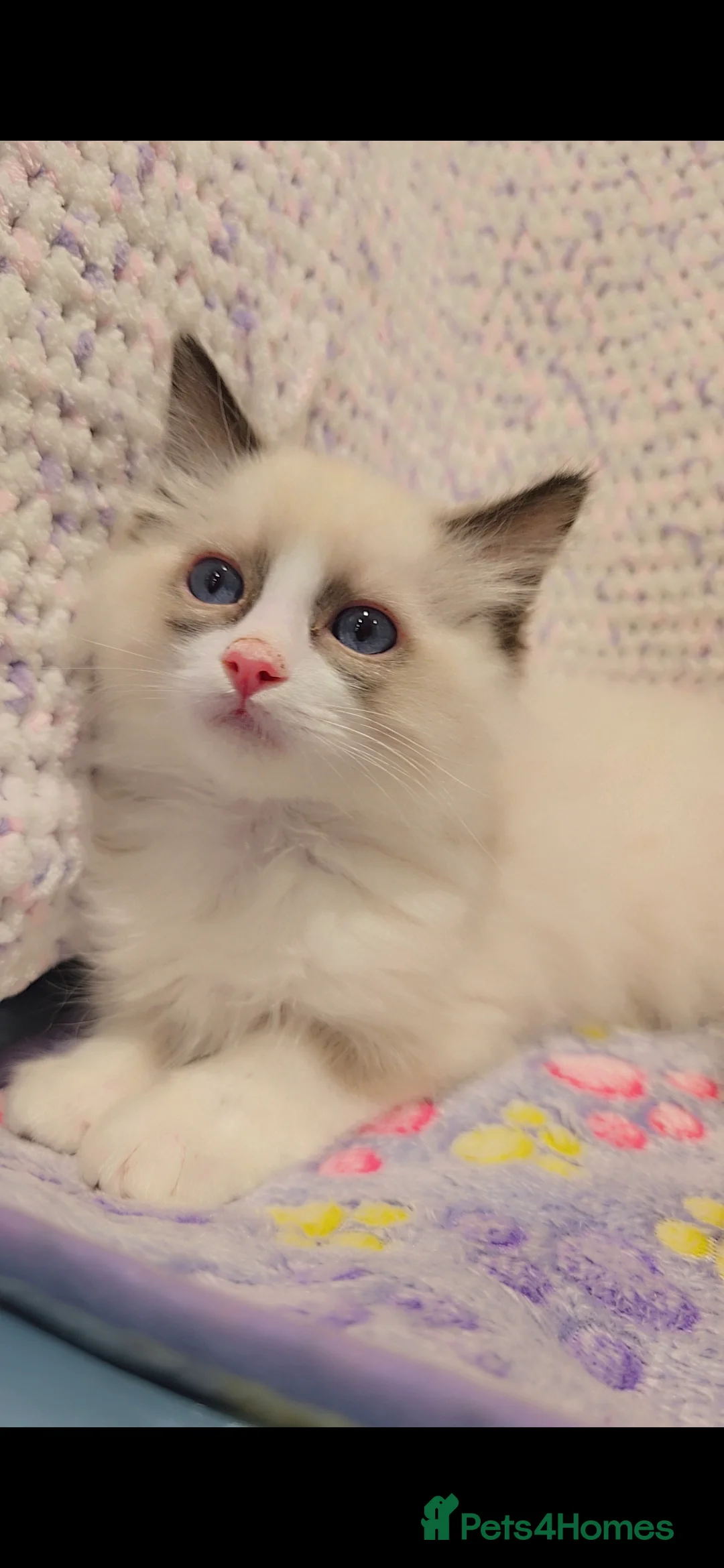 Ragdoll cats for sale: TICA REGISTERED KITTENS/Active - Advert 27