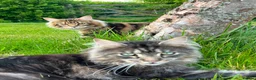 Maine Coon cats for sale: Fluffy picture perfect Maine Coon kittens in Tarporley - Advert 28
