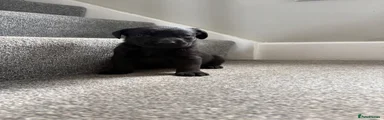 Labrador Retriever 5