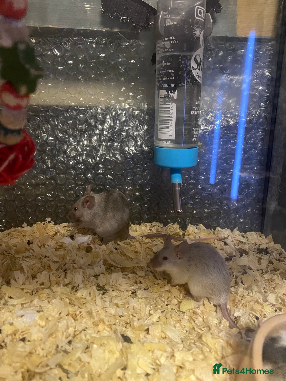 Mouse rodents for sale: 27 mice - Advert 9