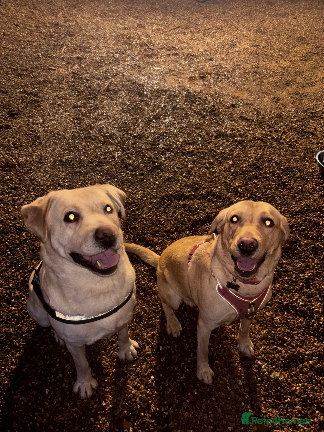 Labrador Retriever dogs for sale: Gorgeous Lab pups - Waiting List Open - Advert 2