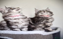 Maine Coon cats for sale: STUNNING XL PEDIGREE MAINE COON KITTENS  - Image 22