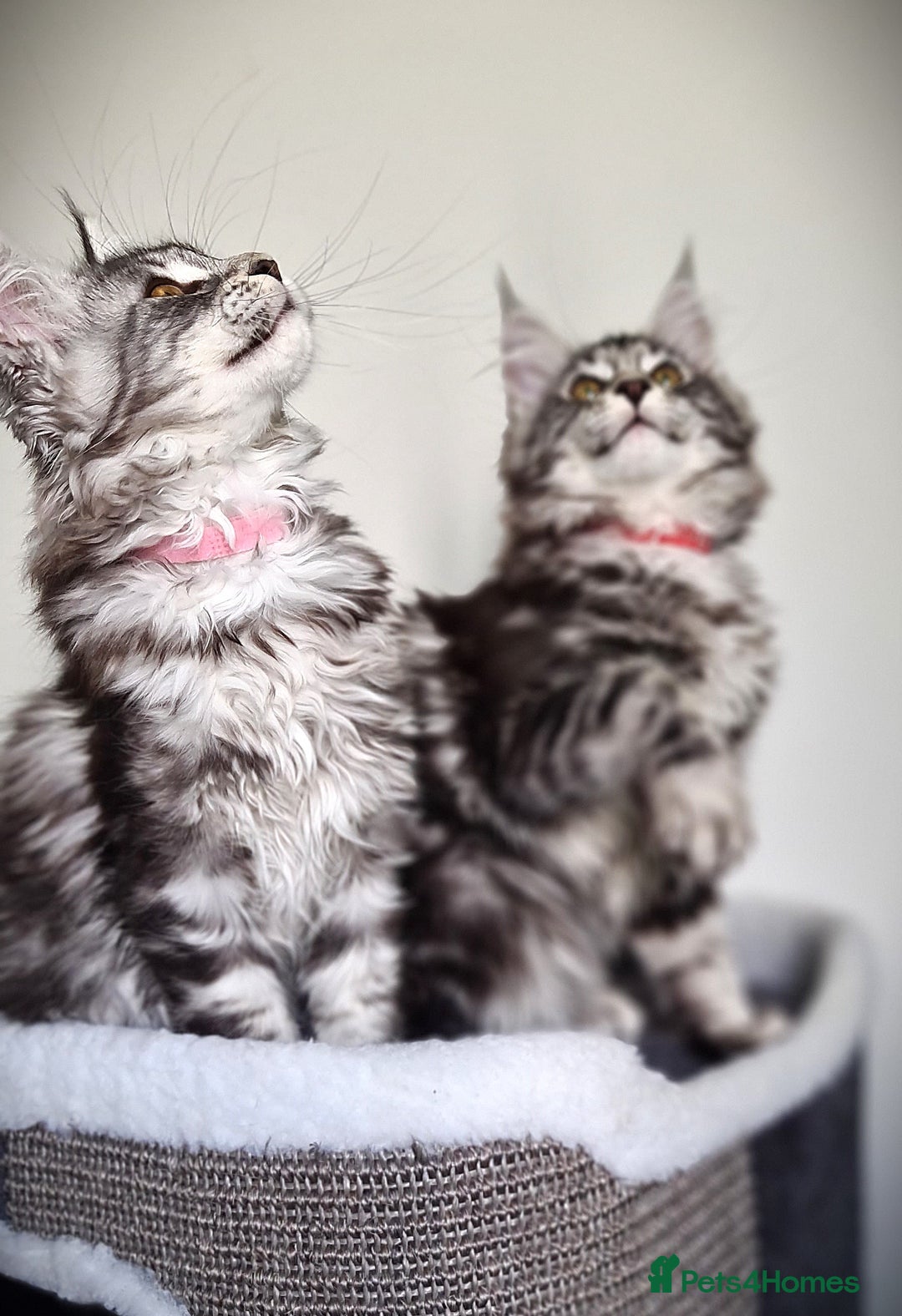 Maine Coon cats for sale: STUNNING XL PEDIGREE MAINE COON KITTENS  - Image 22