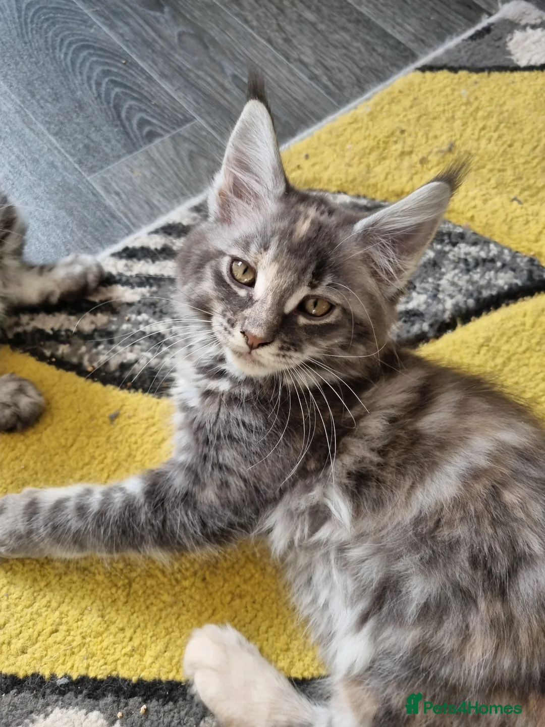 Maine Coon cats for sale: Exceptional GCCF maine coon black silver torbie - Advert 2