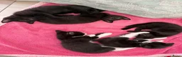 Domestic Shorthair cats for sale: 5 domestic shorthair kittens  - Advert 11