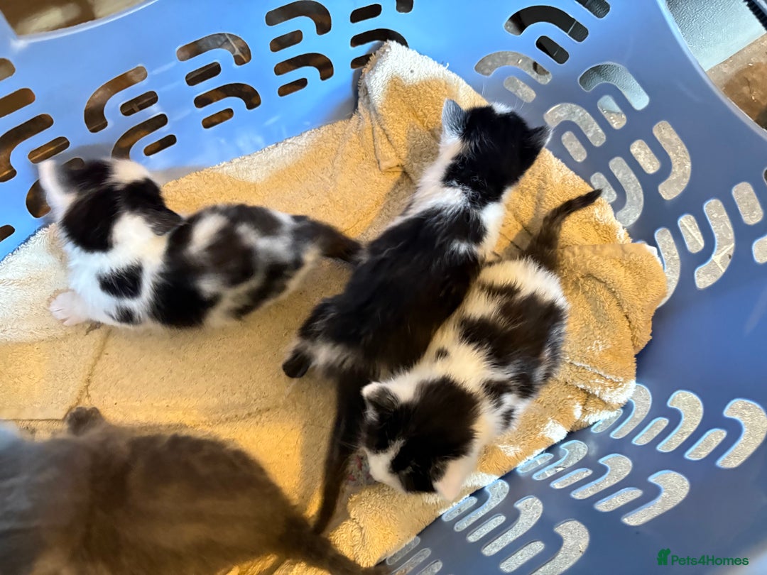 Domestic Shorthair cats for sale: F@rm Kittens - Image 3
