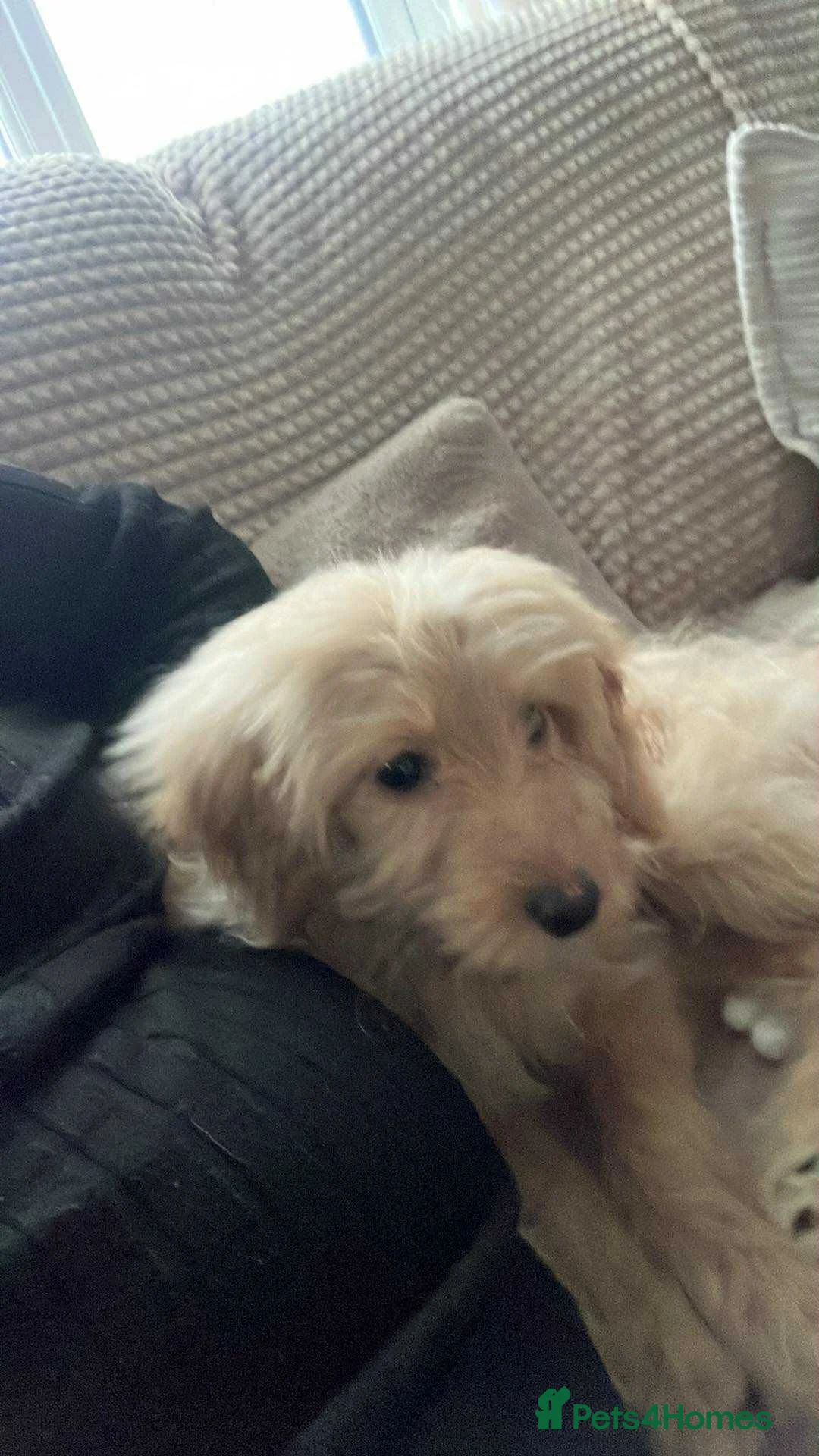 Cockapoo dogs for sale: Loving girl cockapoo - Advert 2