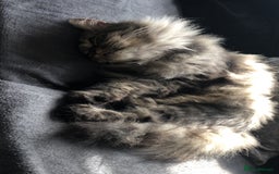 British Longhair cats for sale: British longhair kitten  - Image 5