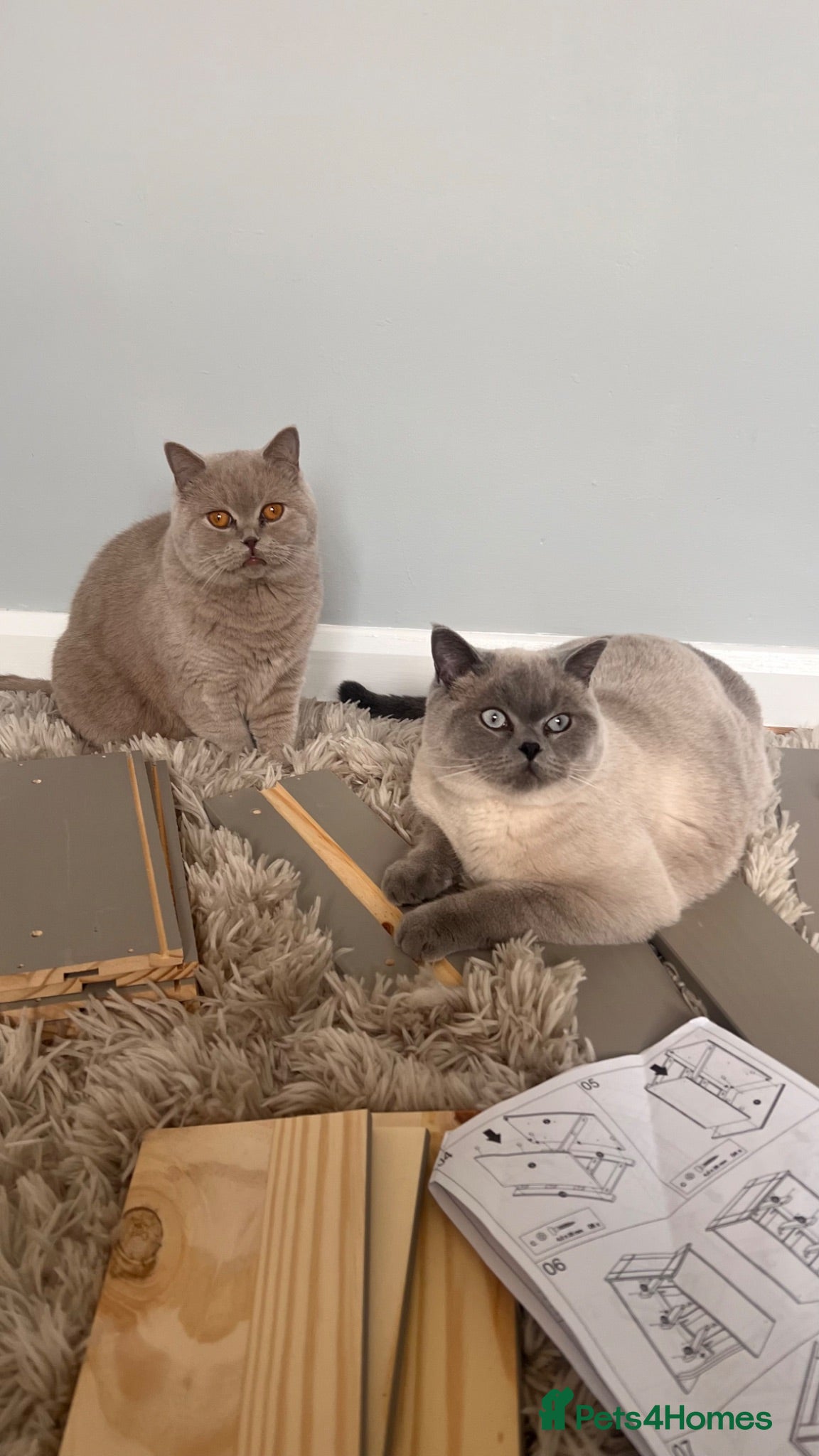 British Shorthair cats TWO BRITISH SHORTHAIRS - Advert 13