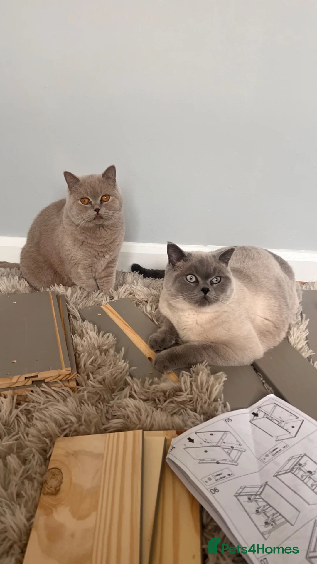 British Shorthair cats for sale: TWO BRITISH SHORTHAIRS - Advert 1