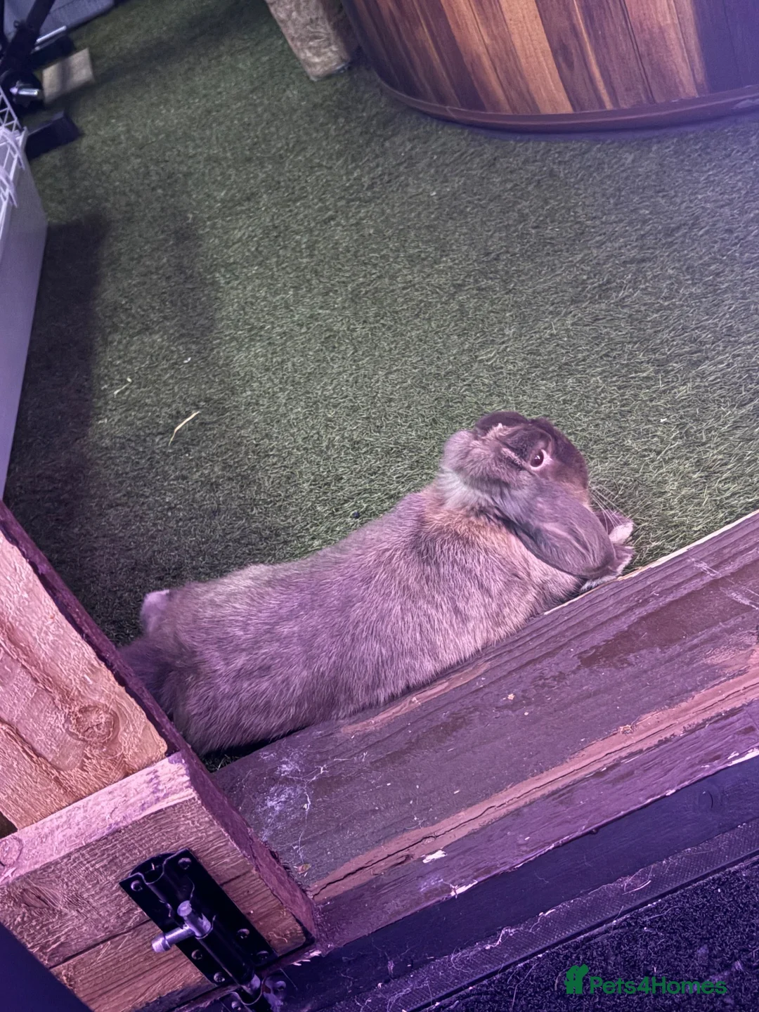Mini Lop rabbits for sale: Rehoming our bunny  in Motherwell - Advert 2